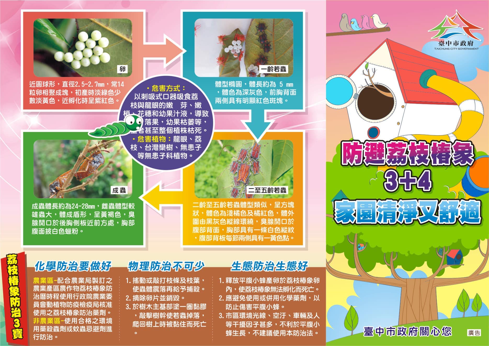 女兒館其他訊息 荔枝椿象防治